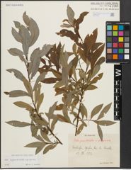 Foto von Salix appendiculata Vill. x Salix purpurea L.